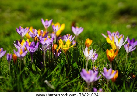 Spring in Munich II