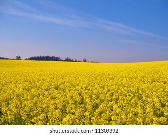 spring mustard field with blue sky