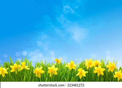 Spring narcissus flowers in green grass against sunny blue sky