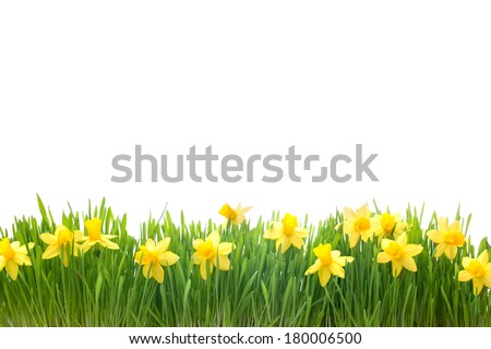 spring narcissus flowers in green grass isolated on white background