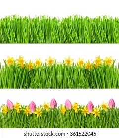 Spring narcissus and tulip flowers. Green grass with water drops. Nature objects isolated on white background. Floral banner