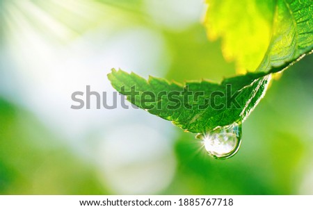 Spring natural background. Big drop of water with sun glare on leaf sparkles in sunlight in beautiful environment, macro. Beautiful artistic image of beauty and purity of nature.