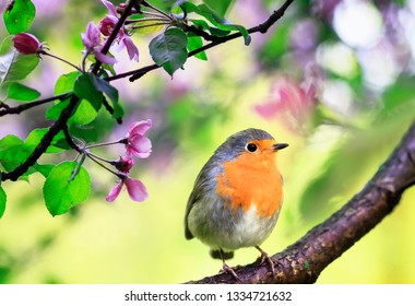 spring natural background with a little cute songbird Robin sitting in the may garden on a branch of a flowering Apple tree with pink bright fragrant buds