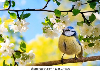 Spring Natural Background With Little Cute Bird Tit Sitting In May Garden On A Branch Of Flowering Apple Tree With White Fragrant Buds