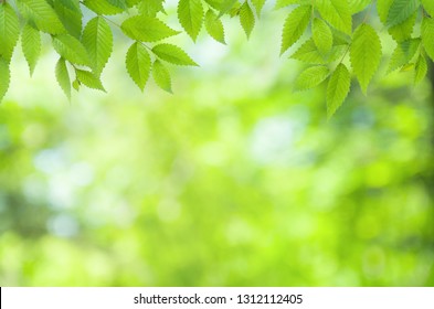 Green Leaves Background High Res Stock Images Shutterstock
