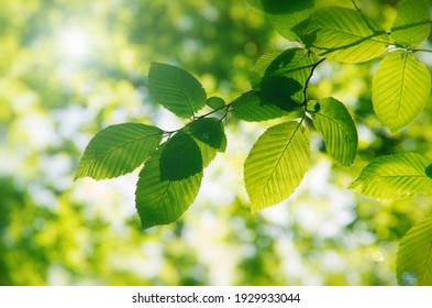 2,655,265 Leaves with sunlight Images, Stock Photos & Vectors ...