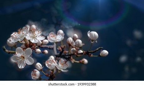 Spring nature background. Beautiful picture of wild plum tree buds and flowers on dark blue background close up macro. Awesome nature floral spring banner or greeting card.