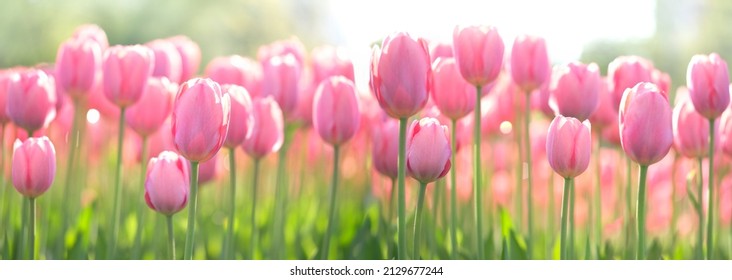 Spring nature background. beautiful pink Tulips flowers in garden. Gentle artistic floral image. template for design. copy space. banner - Powered by Shutterstock