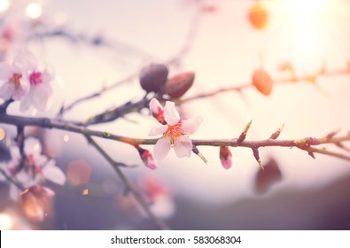Spring Nature Background with blooming almond tree, blossom. Easter Holiday Scene with pink flowers in a garden and sun. Beauty Backdrop art design. Springtime. Beautiful Orchard. Spring holidays