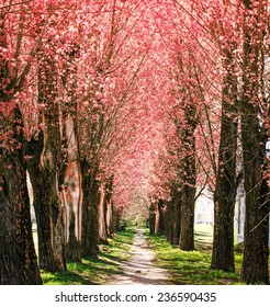 Spring Nature Background With Blossom Park Alley/ The Romantic Tunnel Of Pink Flower Trees 