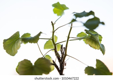 Spring nature background. Green nature with copy space using as background or wallpaper. Closeup nature view of green leaf in garden. Natural green plants landscape using as a background or wallpaper.