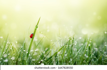 48+ Free repeating header background image of wet green grass