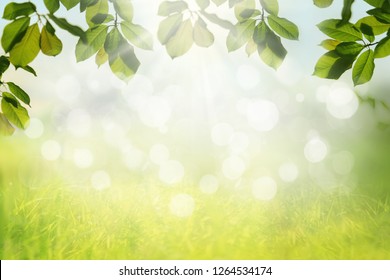 Spring Nature Background With Green Tree Leaves Frame