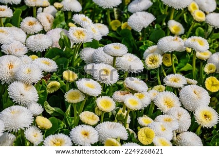 Spring nature background. Happy Easter backdrop. Bellis English Daisy Perennial Fully double flower White bloom. White Bellis Daisy Flowers in sunny garden. Colorful pompon blooms. 