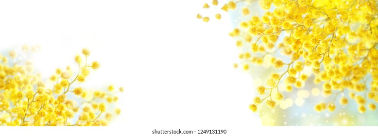 spring nature background. spring Mimosa flowers on abstract light backdrop. spring season concept. fluffy yellow mimosa, symbol of 8 March, women's day. copy space. banner. element for design - Powered by Shutterstock