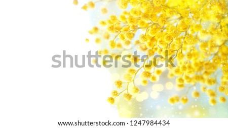 spring nature background. spring Mimosa flowers close up on abstract light backdrop. spring season concept. fluffy yellow mimosa, symbol of 8 March, women's day. copy space. element for design