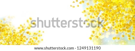 spring nature background. spring Mimosa flowers on abstract light backdrop. spring season concept. fluffy yellow mimosa, symbol of 8 March, women's day. copy space. banner. element for design