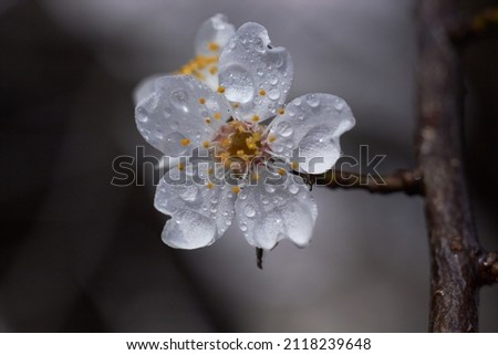 Spring nature background.
Plum flowers with transparent water drops after rain. Macro photo. Spring flowering.
