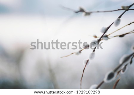 Spring nature background with pussy willow branches. Young furry willow catkins as a one of the earliest signs of spring