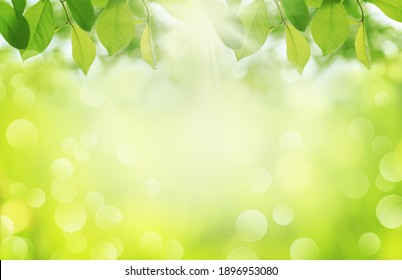 Spring nature background, sunny day and green tree foliage - Shutterstock ID 1896953080