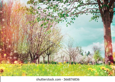 Spring Nature Background With Tree Blossom In Garden Or Park 