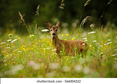 Biche Images Stock Photos Vectors Shutterstock