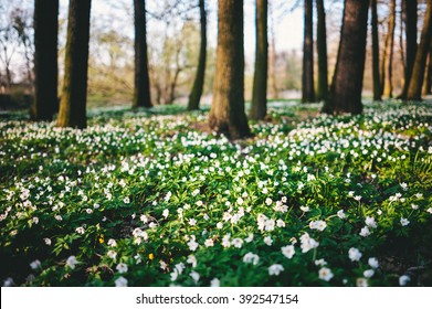 pretty nature backgrounds spring