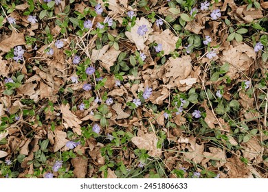 In the spring in nature blooms periwinkle. Texture of periwinkle plants among dry fallen leaves in the forest. Forest periwinkle background. Top view. Stockfoto