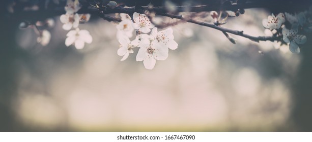 Spring Nature Easter art background with blossom. Vintage backdrop. Beautiful nature scene with blooming flowers tree. Spring flowers. Beautiful Orchard. Abstract blurred retro background. Springtime