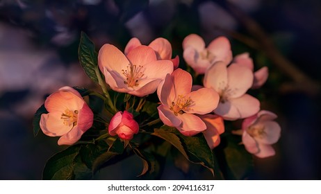 Spring nature. Photo stylized for oil paint. Beautiful picture of wild apple tree buds and flowers on dark turquoise background close up macro. Awesome nature floral spring banner or greeting card. - Powered by Shutterstock