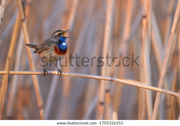 Spring in nature,\
singing bird theme. White-spotted bluethroat, Luscinia svecica\
cyanecula. Blue-orange colored bird singing in a reed. April,\
spring in Czech nature.\
Europe.
