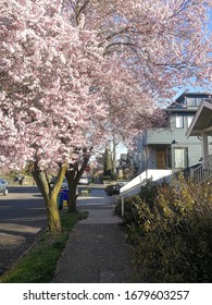 Spring In The Neighborhood Of Alberta In Portland, Oregon - March 2020