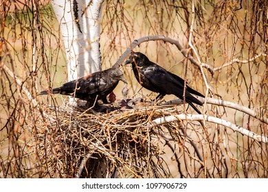 Spring. a nest of crows. Crows puff their chicks