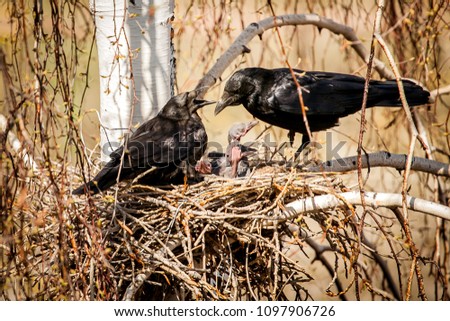 Spring. a nest of crows. Crows puff their chicks