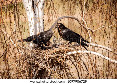 Spring. a nest of crows. Crows puff their chicks