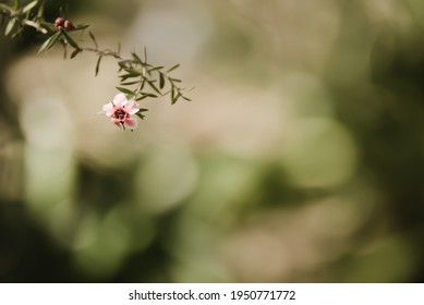 Spring - New Zealand Tea Tree In Bloom