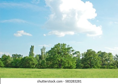 Spring Oak Tree In Green Meadow Under Blue Sky