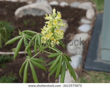 Spring Ohio Buckeye tree blossoms and new leaves, Colorado
