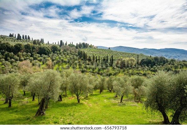 Spring olive orchards on the hills in Tuscany. The\
suburbs of Florence.\
Italy