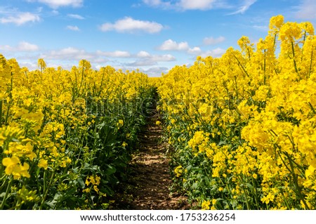 Spring on a farm. Agriculture. Flowering, bright yellow oilseed rape (Brassica napus) field. Roads entered the field with agricultural machinery.