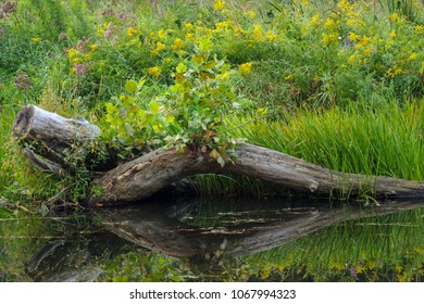 Spring On Kennedy Inlet At Lackawanna State Park In Pennsylvania