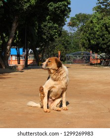 Spring On A Sunny Day With A Big, Lazy Dog Sleeping.