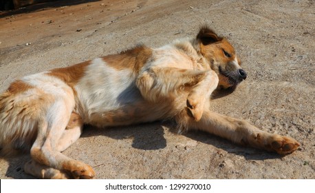 Spring On A Sunny Day With A Big, Lazy Dog Sleeping.