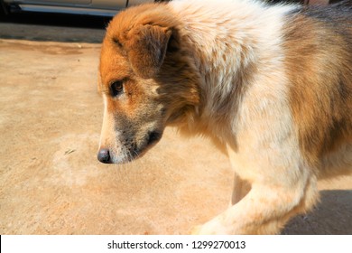 Spring On A Sunny Day With A Big, Lazy Dog Sleeping.