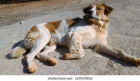 Spring On A Sunny Day With A Big, Lazy Dog Sleeping.