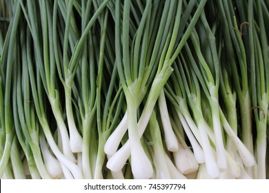 Spring Onion