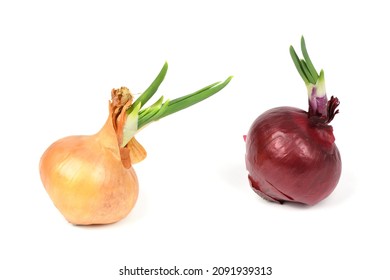 Spring onion isolated on white background. Sprouted red and yellow onion. High resolution photo. Full depth of field.