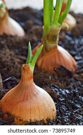 Spring Onions Growing.