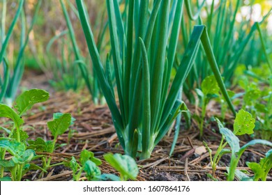 Spring Onions Grown In Vegetable Garden Plots, Garden Vegetables Grown For Consumption