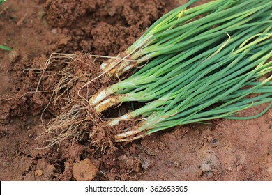 Spring Onions, Harvested Vegetables In The Garden.